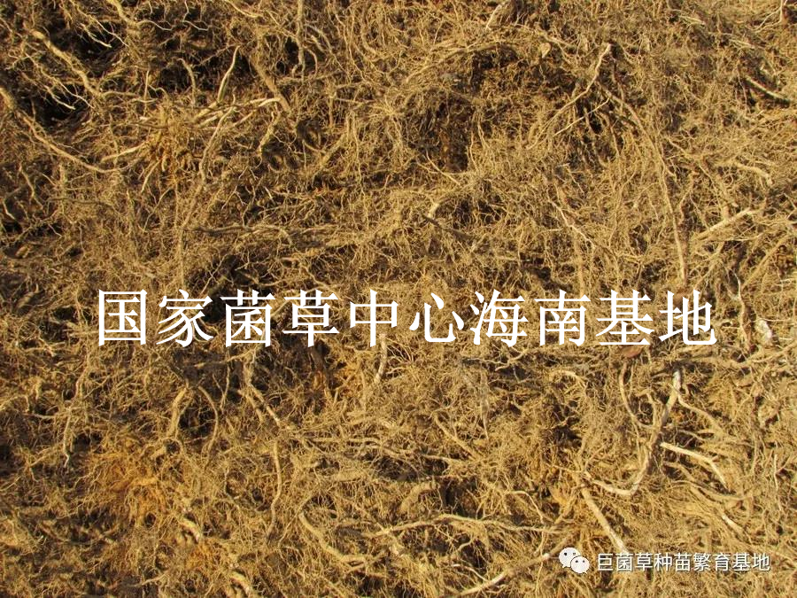公路边坡生态防护对策与绿化植物选择:绿洲一号