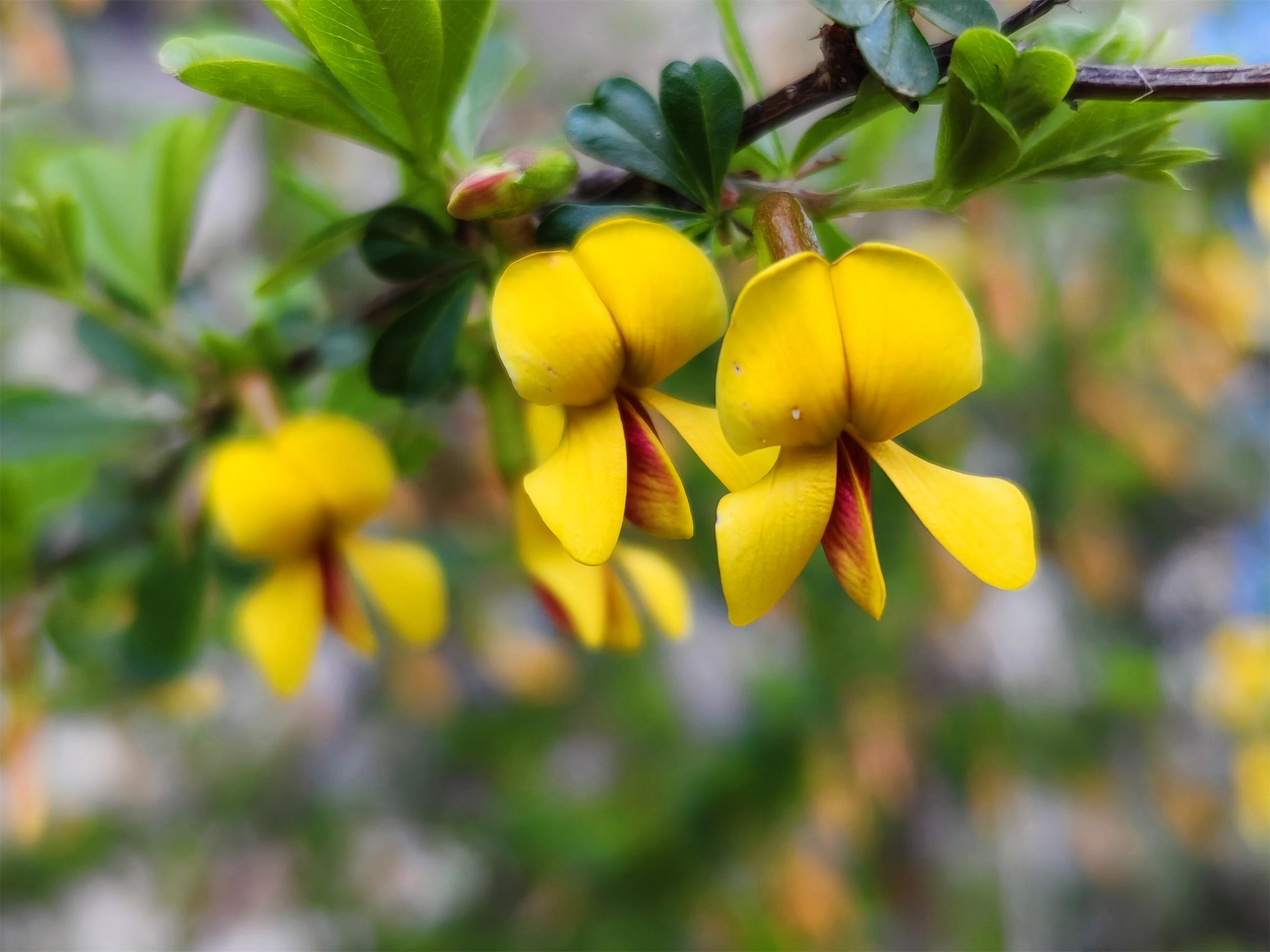 "金雀"登枝报喜来(组图)