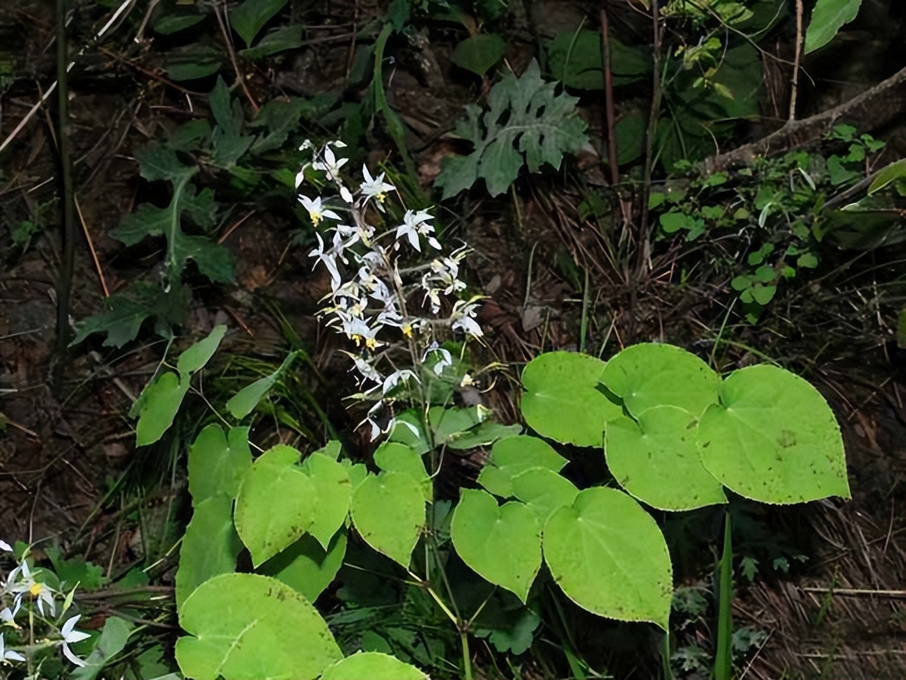 淫羊藿是怎样一种植物?因名字被人误解,价值却不低,可别当野草