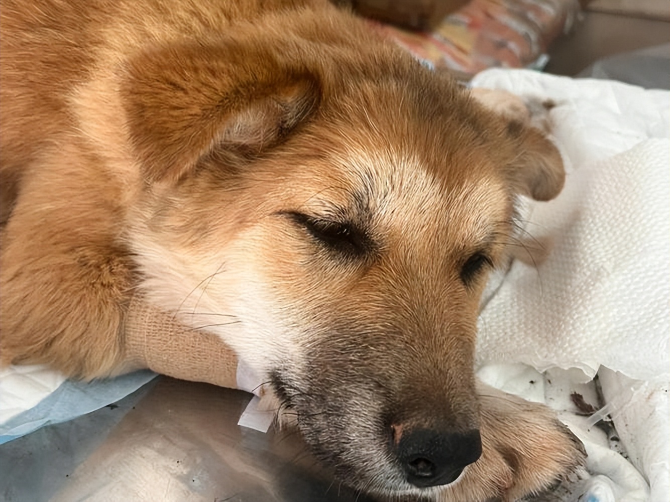 它们也是会生病,狗狗生病的原因也有很多,接下来我们了解每一种病症来