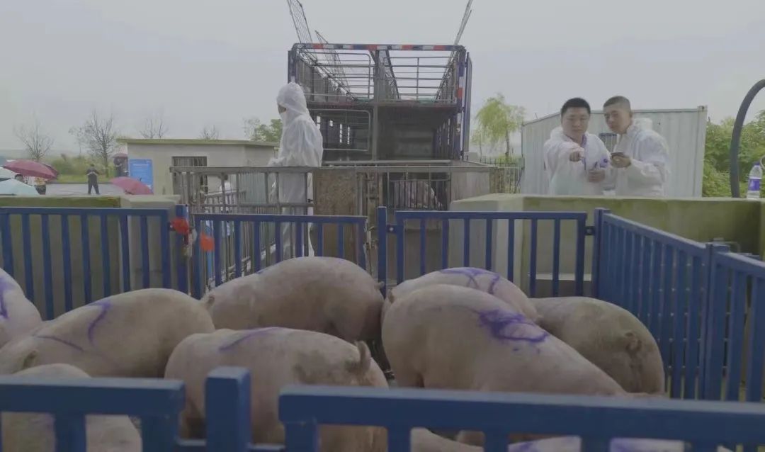 生猪期货首次成功变"现"交割!64吨交割猪已运往屠宰场