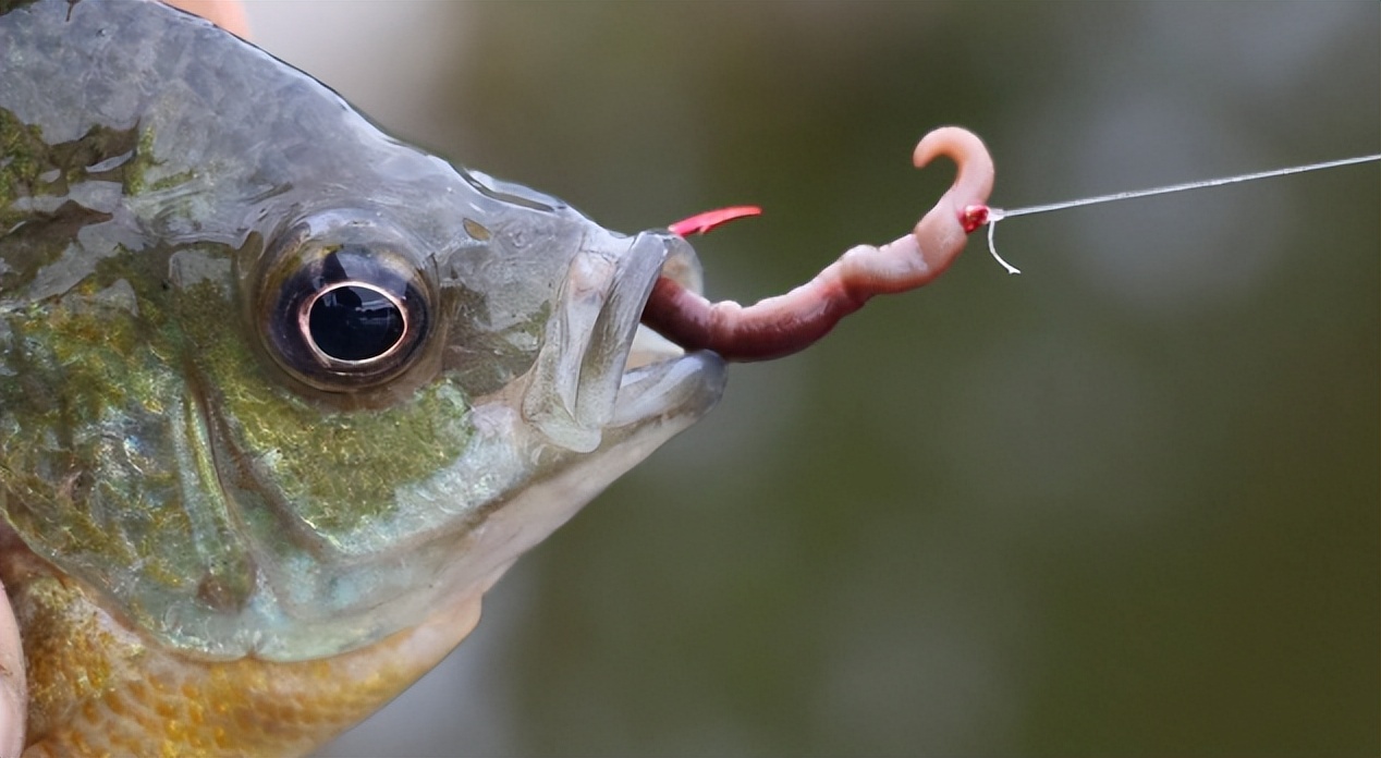 为什么你用蚯蚓钓不到鱼?注意别犯这5个禁忌