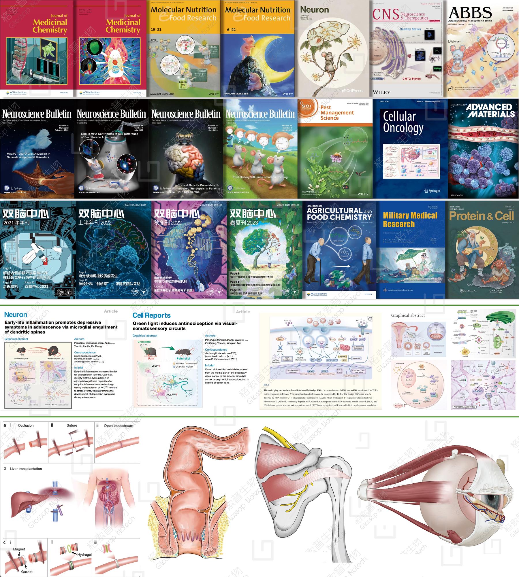 naturemetabolism 中科大张智团队发现压力大引起胃病的潜在机理