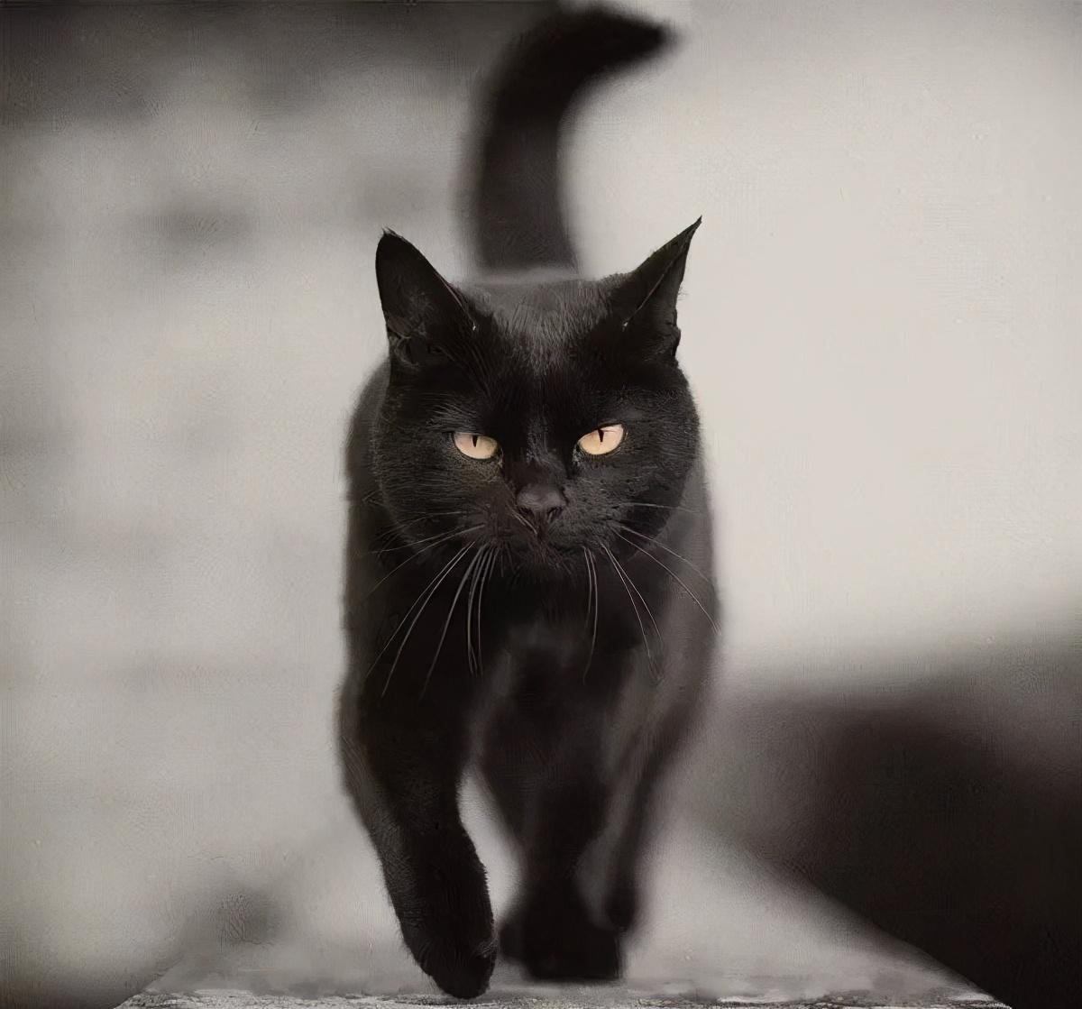 大黑猫图片可怕图片
