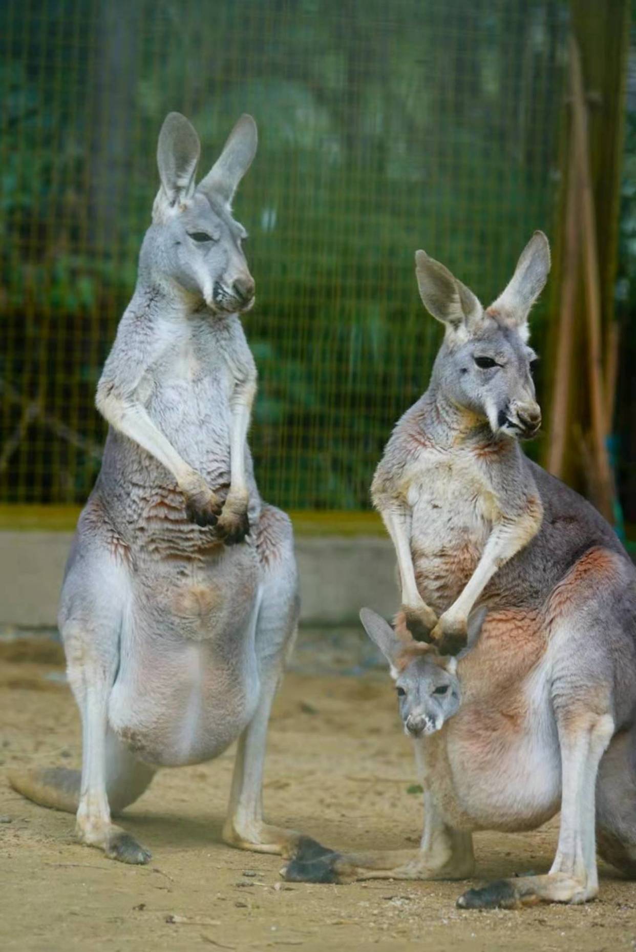 武漢動物園的袋鼠寶寶出袋了