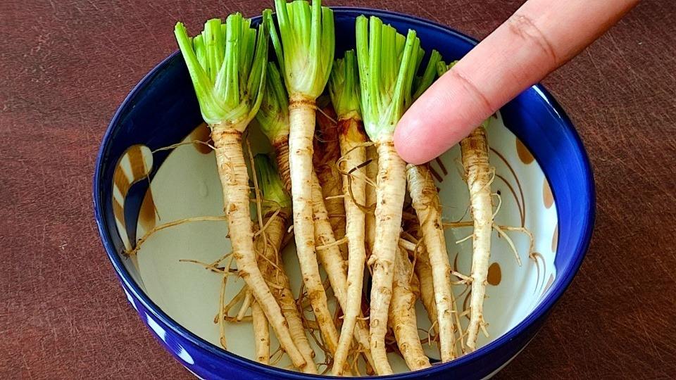 6种青菜根,吃剩了别扔,埋进花盆里浇点水,半月长成小菜园