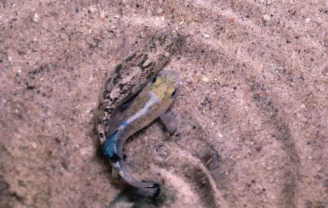 仅存38条!沙漠鱼与世隔绝了6万年,为什么不能把它们移出沙漠