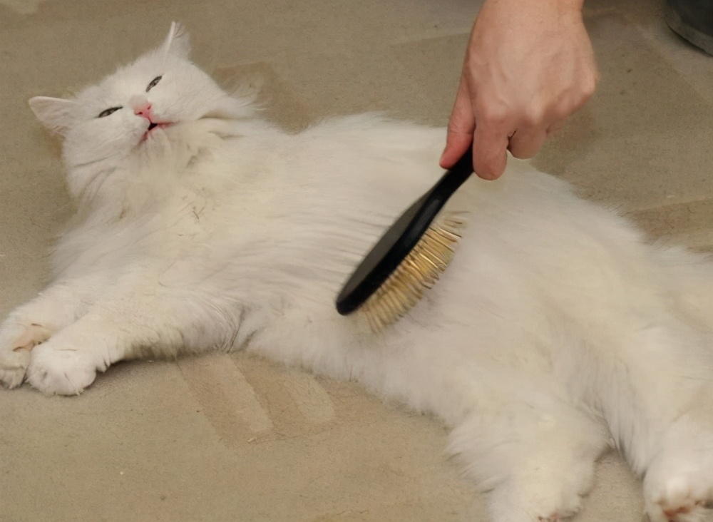 越多,而饲养猫咪的过程中,最常遇到问题之一就是猫咪掉毛严重的问题