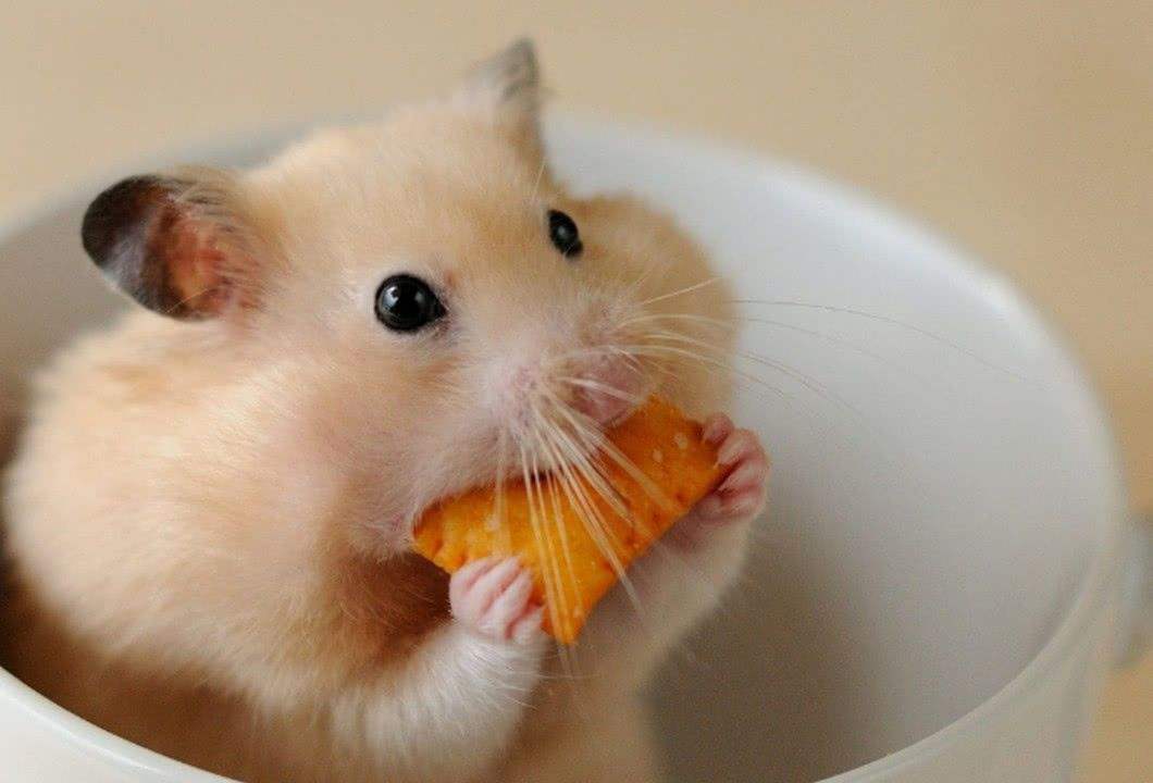 仓鼠喝牛奶会怎么样