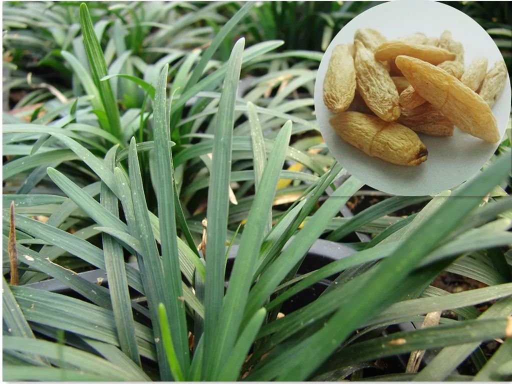 麦冬:根似麦须耐冬寒,养阴润燥清心烦