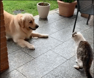 狗狗爱"伸懒腰",就因为舒服?其实还有你不知道的事情