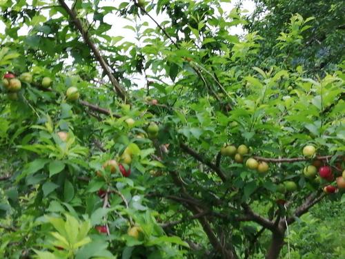 深山里看见这种果树,请移植回家,果子味道甜美营养高,容易养活