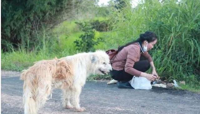 流浪狗四年坚守,等来主人的那一刻它却不愿回去了