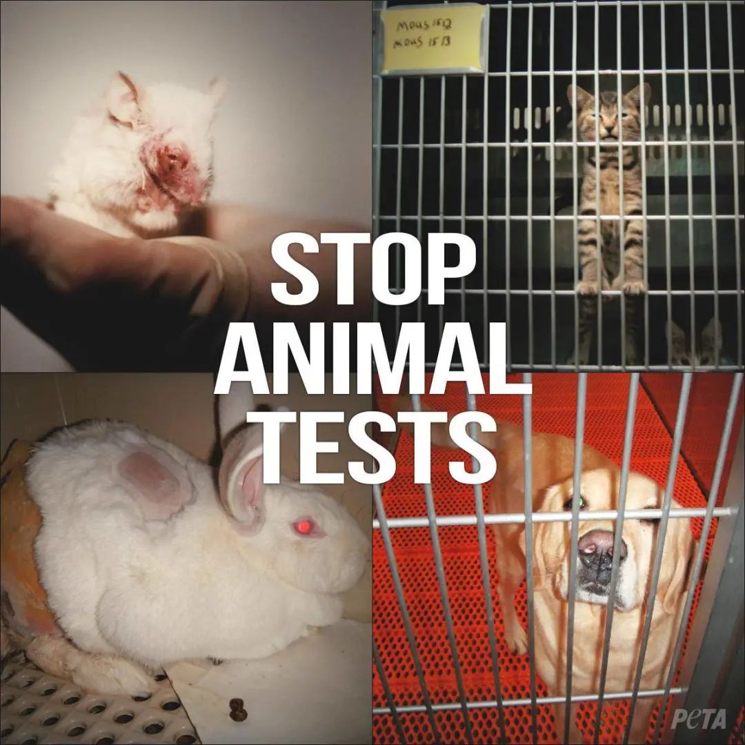 马斯克公司回应残忍虐猴,动物实验什么时候是个头?