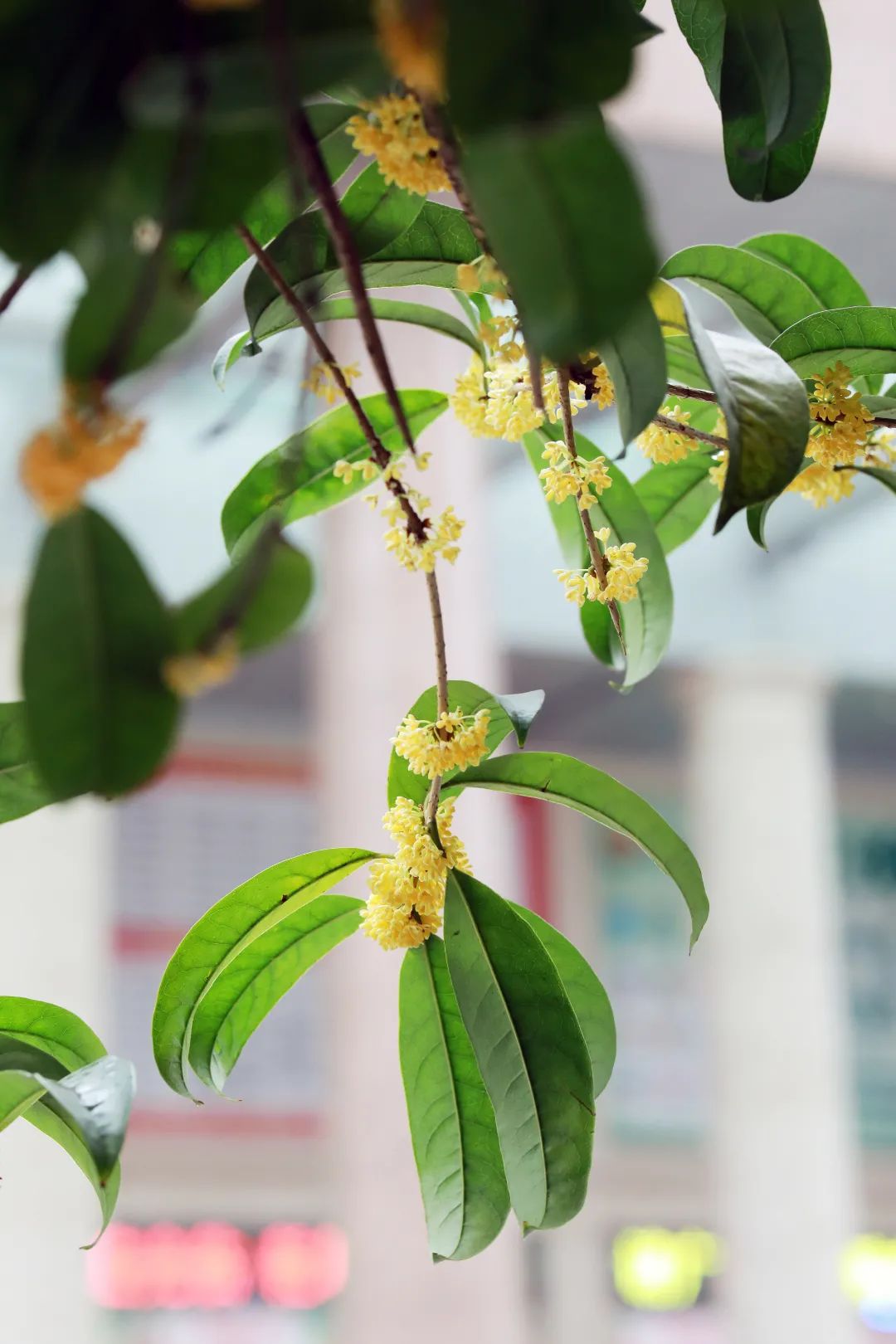 秋天桂花照片图片