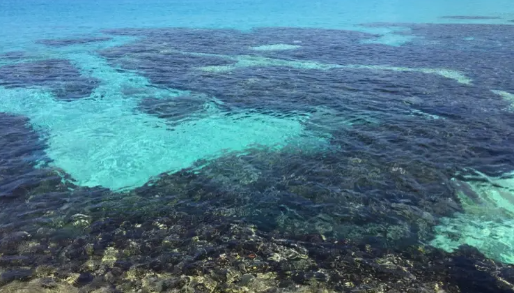 这片美丽的马尾藻海,海水无比清澈,却被人称为"船只的坟墓"?