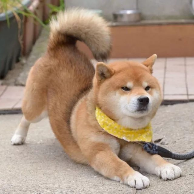 狗狗"伸懒腰"竟有这些意思?现在才知道