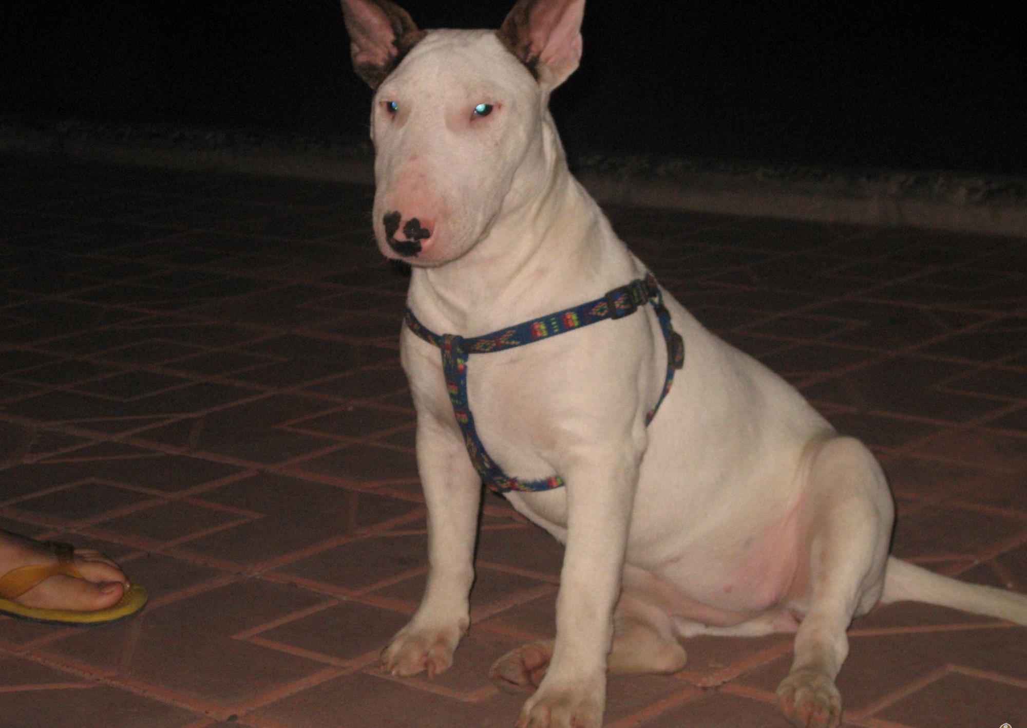 牛头梗为什么禁养?