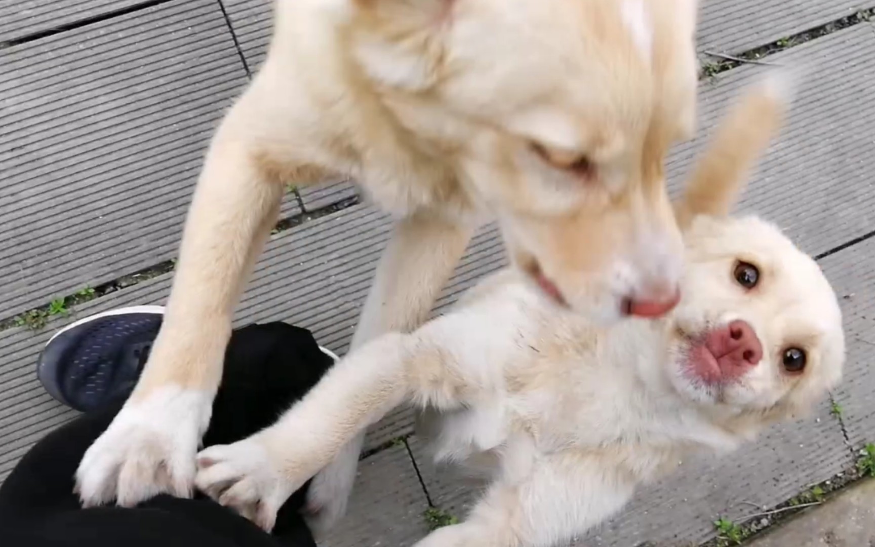 养狗久了才明白,它"扒拉"你,是在给你信号!