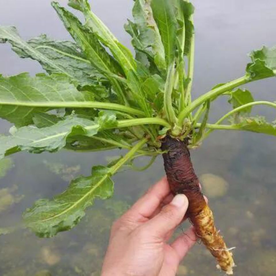 农村溪沟边常见野草,人称金不换,价值很高,市场价格20元一斤