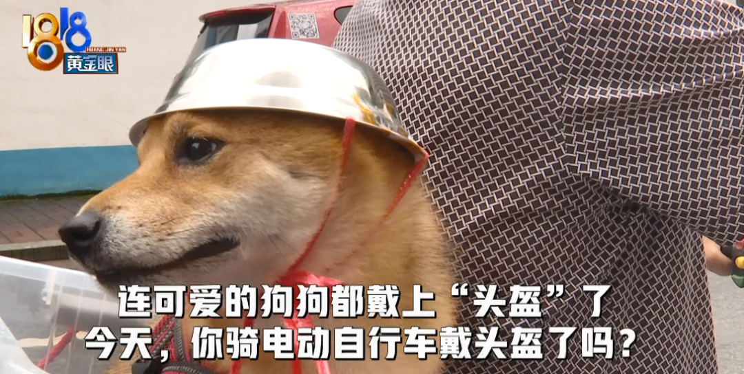 推荐为了骑行安全,连狗狗都戴头盔了!表情包火遍全网,网友:太可爱