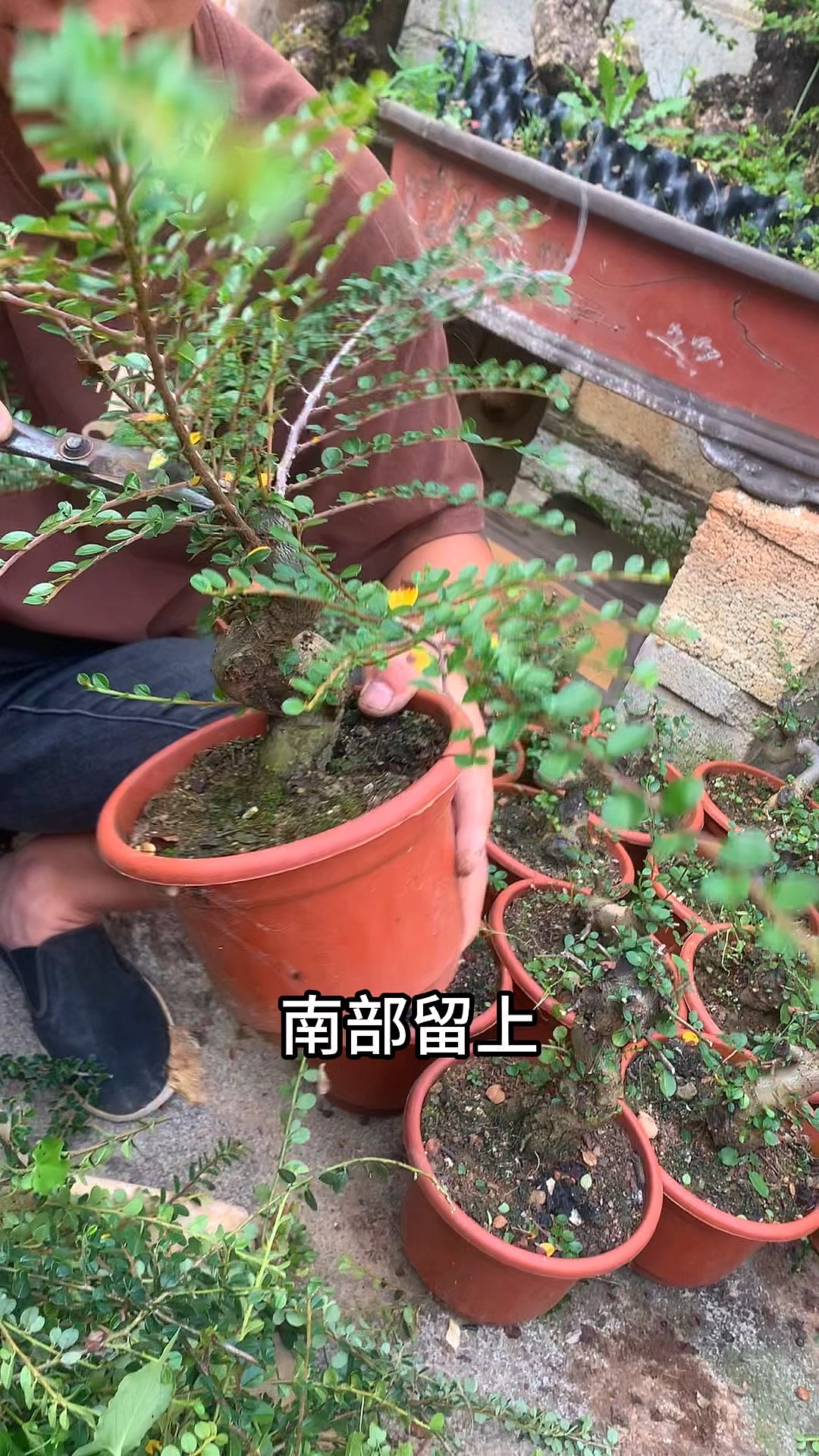 千鸟花怎样修剪图片