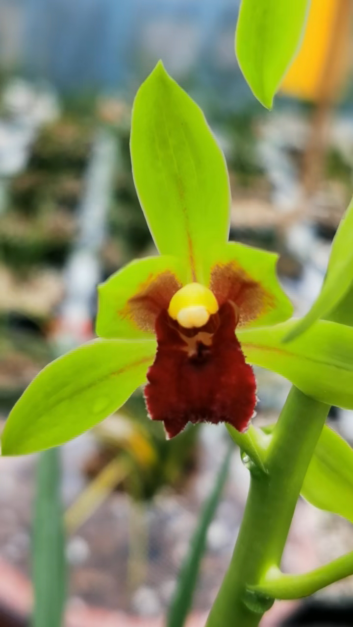 蕙兰红舌对比度还可以吧