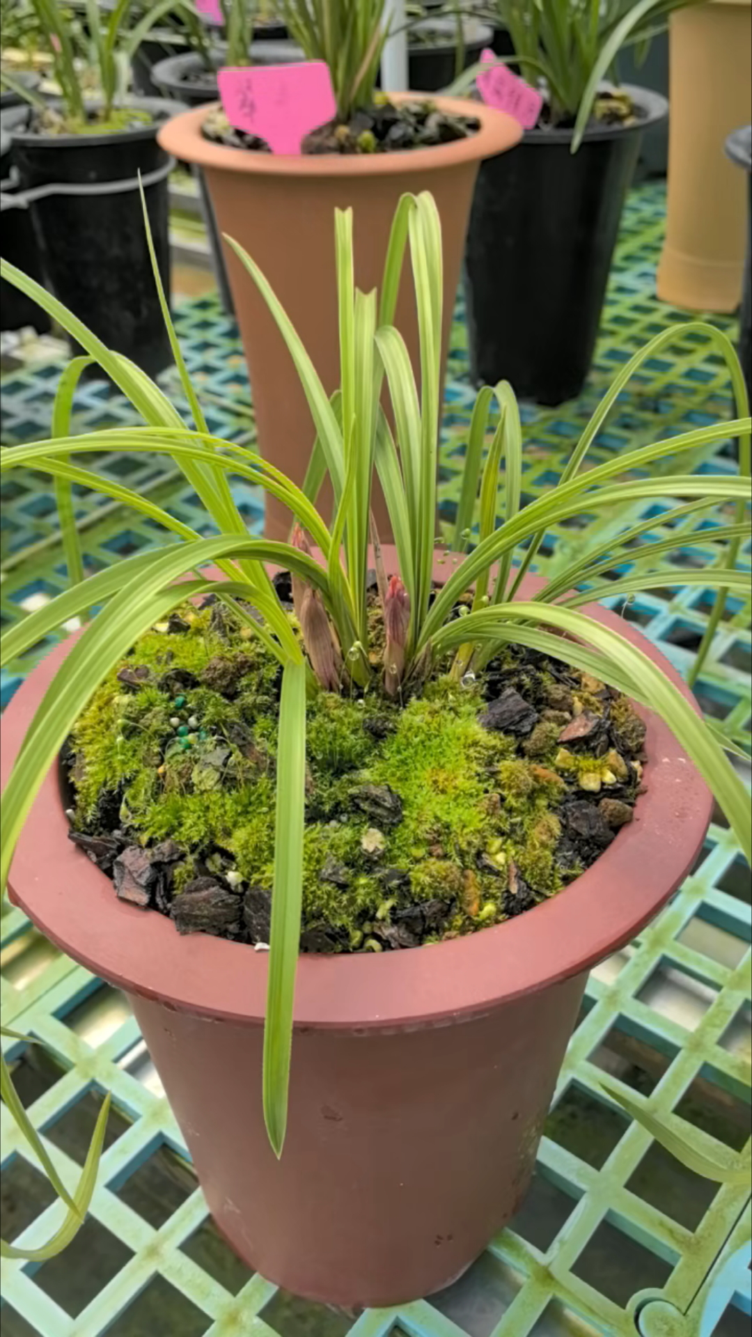 蕙兰胭脂锦来了三花苞