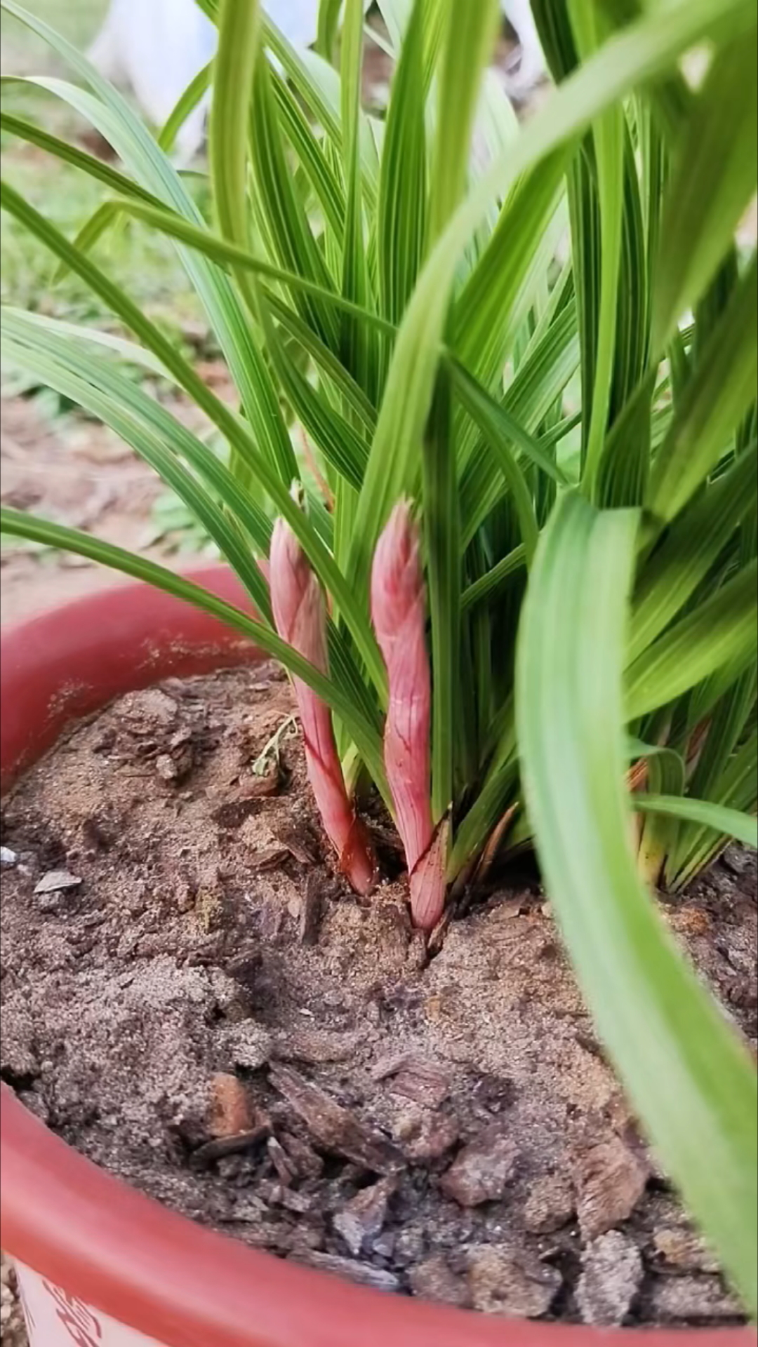 兰友家蕙兰今年来了这么多花苞,小排铃中