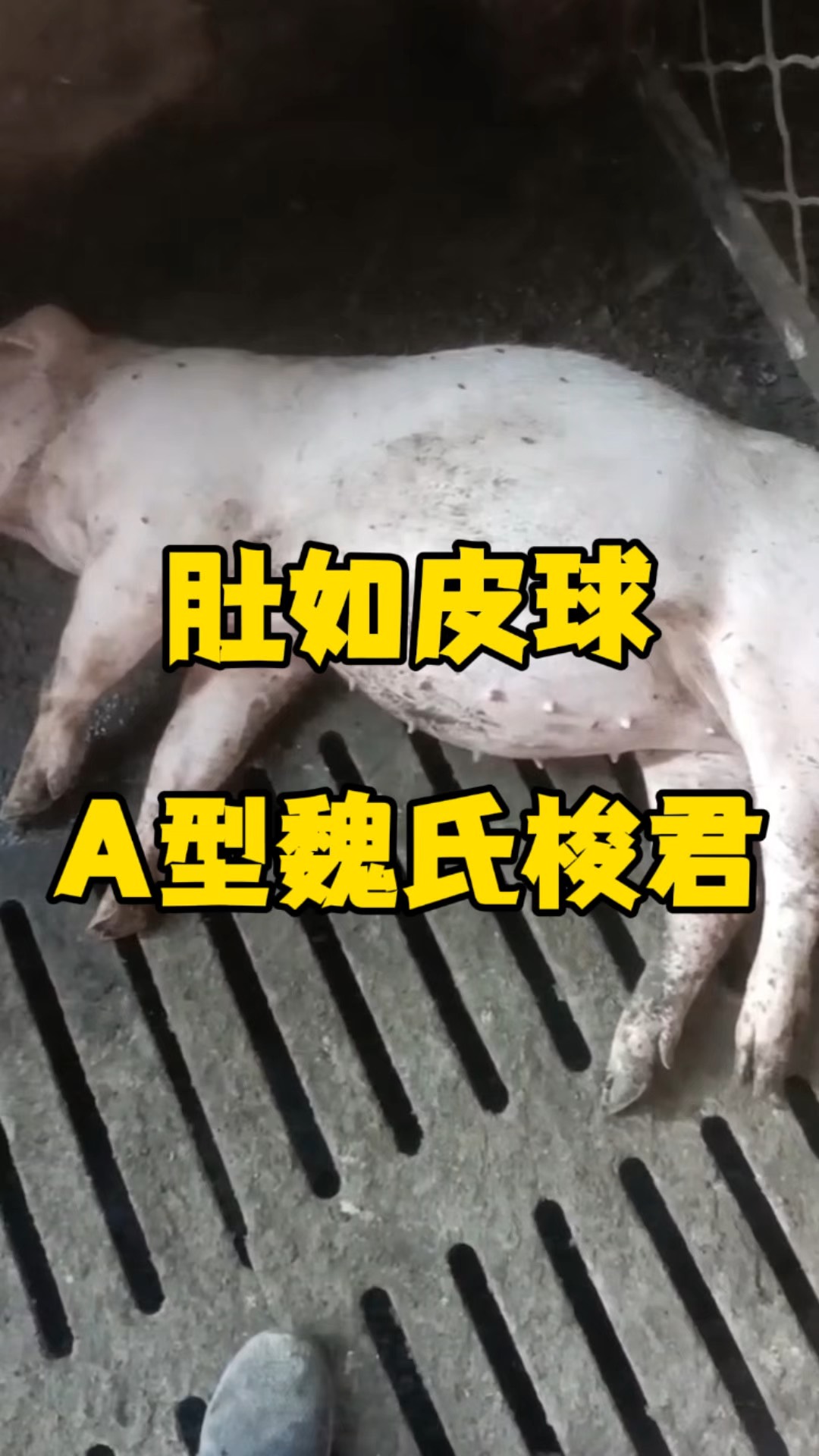 猪肚子脸是什么意思图片