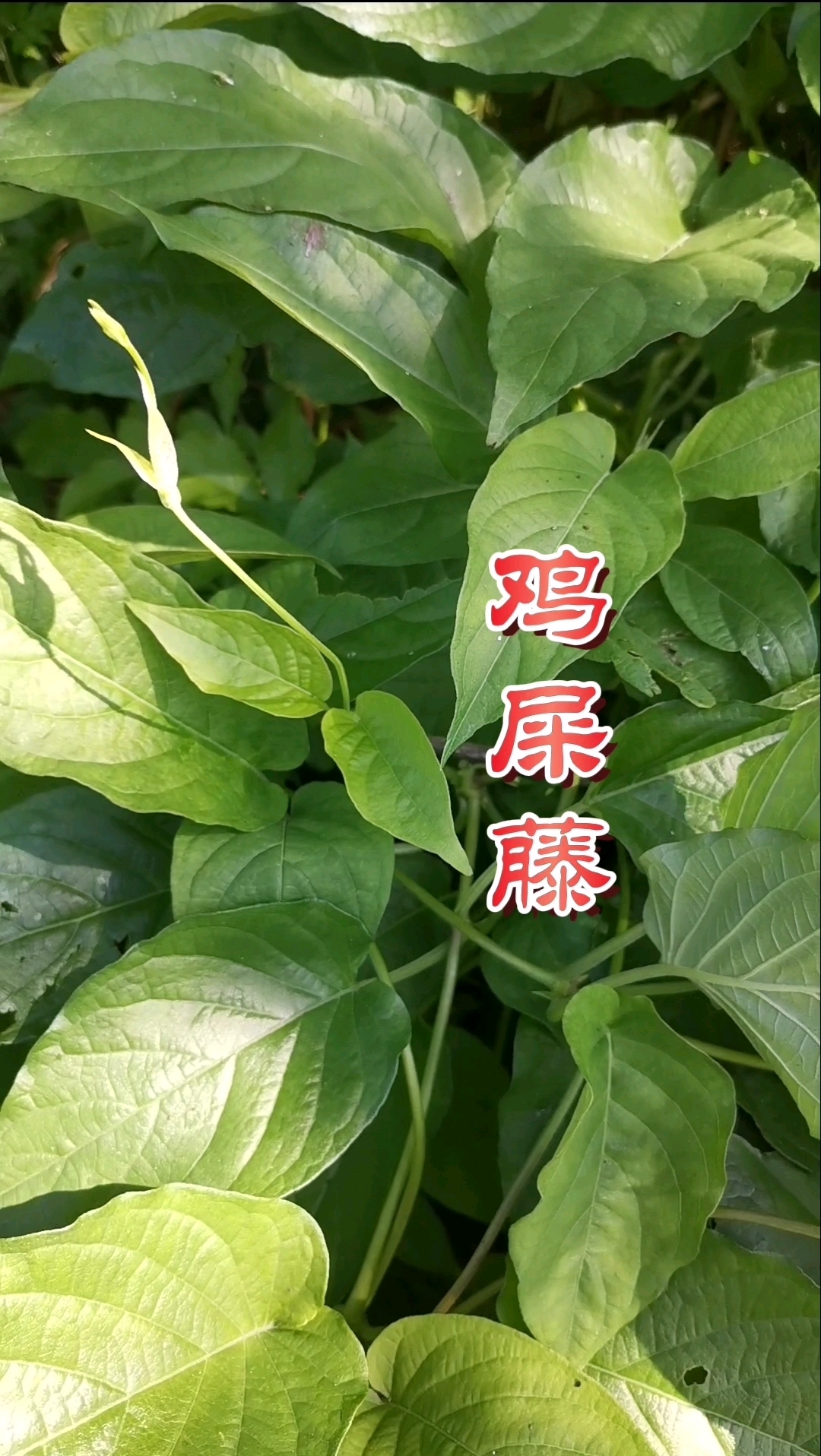 在野外教你快速辨别鸡屎藤