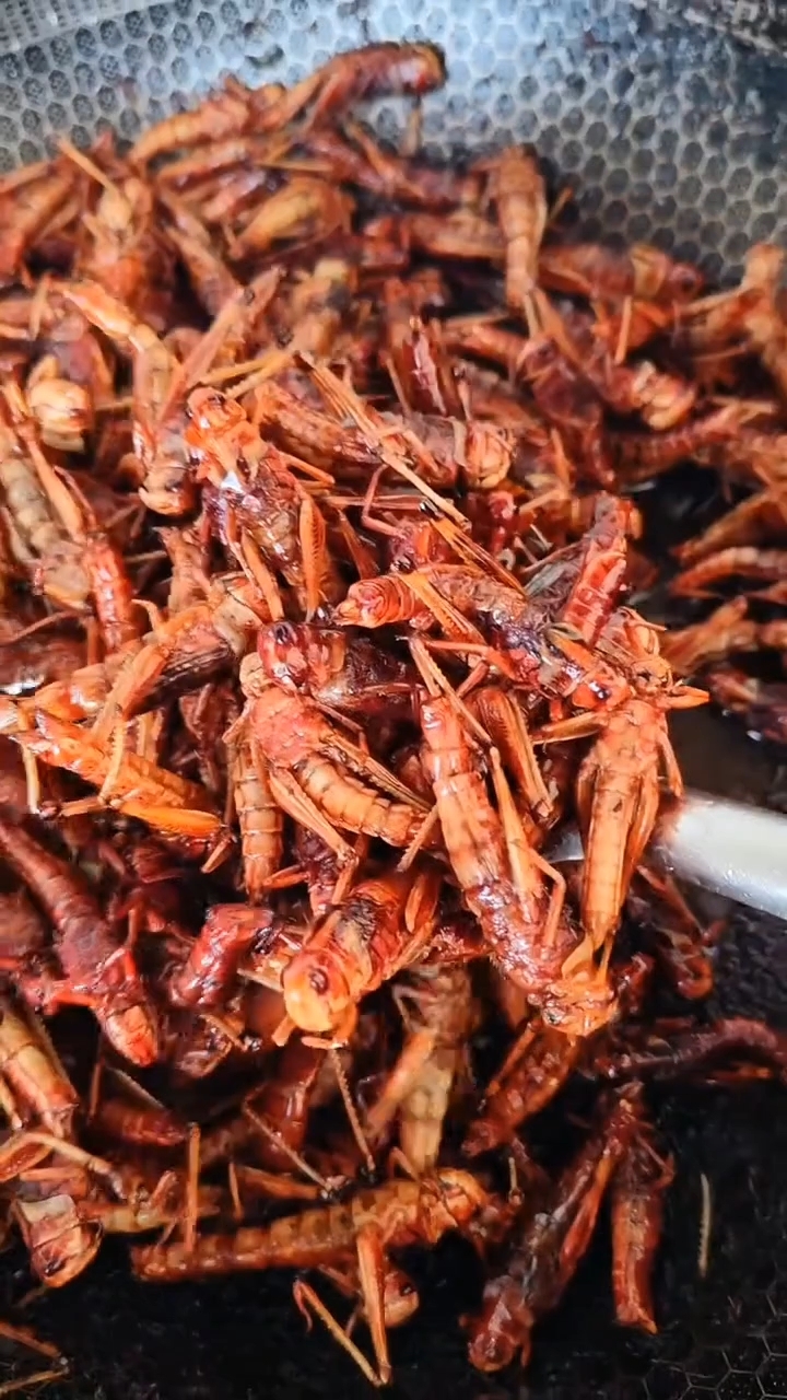 昆虫美食纯母蚂蚱油炸嘎嘎香!