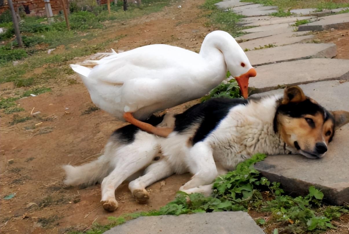 生性好斗的大鹅vs"低眉顺眼"的家狗