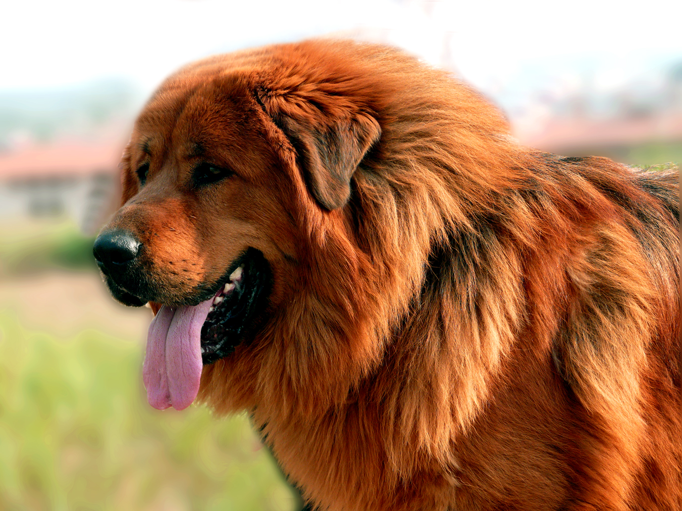 那些"难养"的6种狗,敢养的敬你是条好汉!