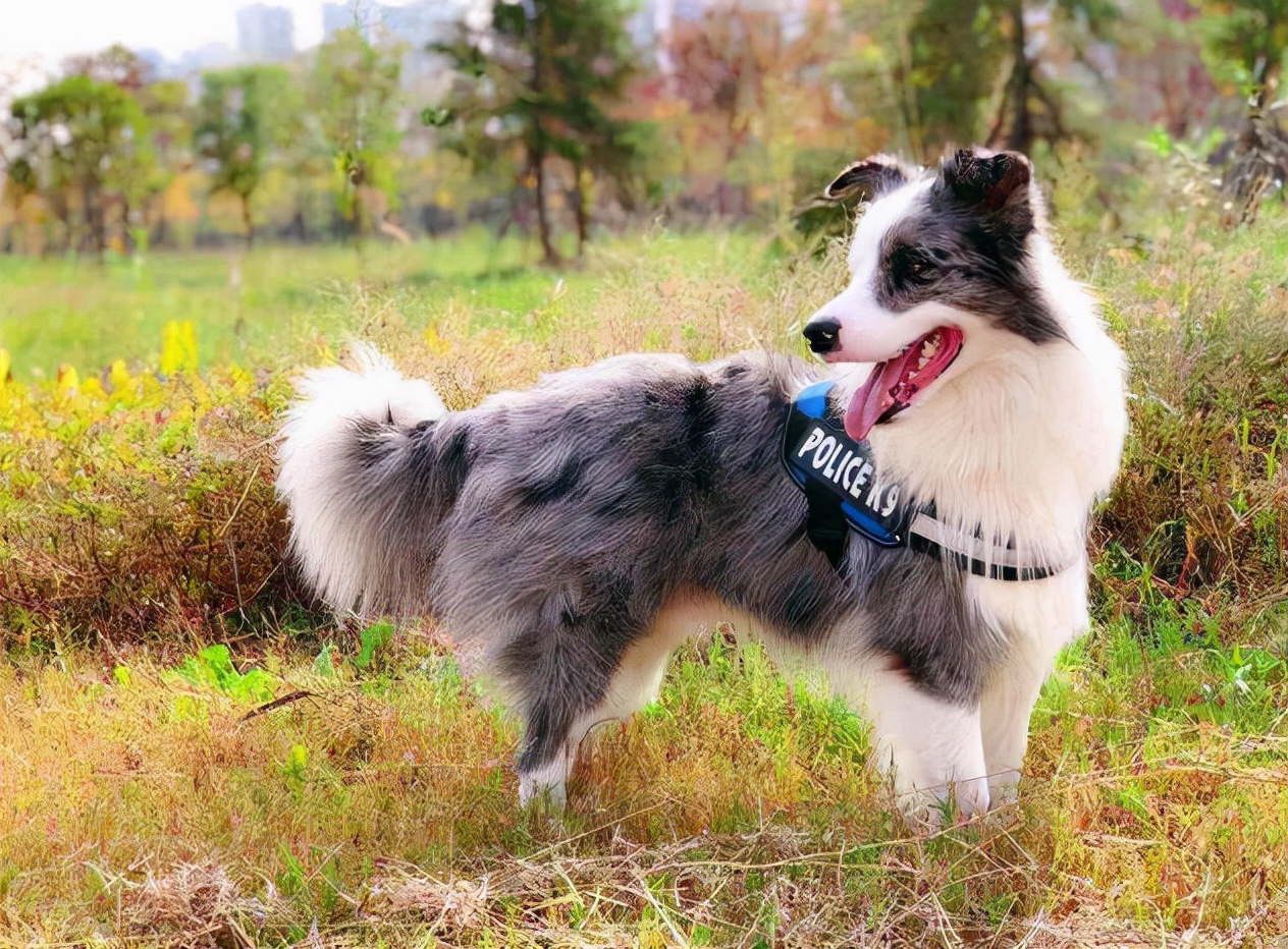 边境牧羊犬怎么养(边境牧羊犬养殖技术)