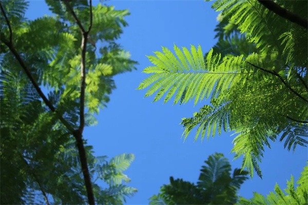 快收藏!成都市龙泉驿区东山国际小学校园风景大片火热出炉