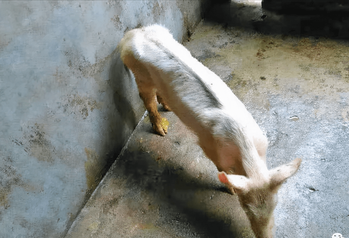猪病毒性腹泻用什么药最快?猪病毒性腹泻的治疗方法,快收藏!