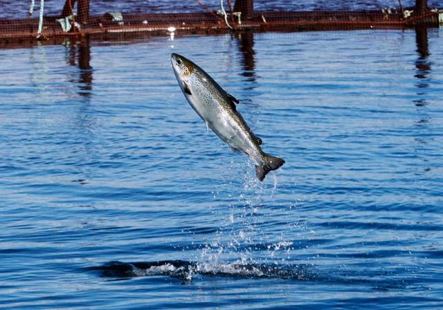 养殖三文鱼被定性为世界上毒性最强的食品之一