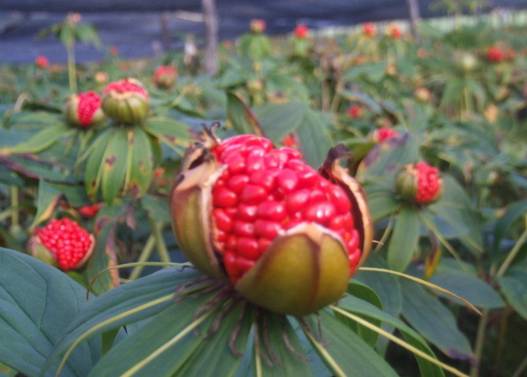 国家保护植物中,有一个"神农四宝",是指哪四宝?有什么作用?