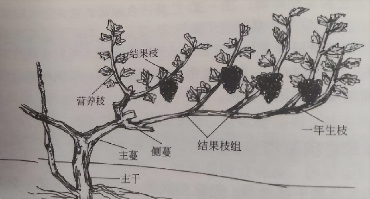隔壁老王种葡萄(四十六),条条大路都能种好葡萄