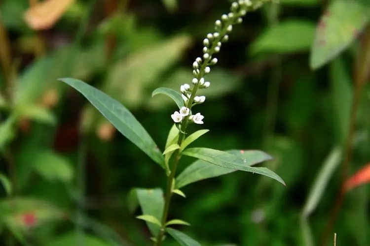 农村一种野草,根茎红色得名红根草,有人管它叫星宿菜,假辣蓼