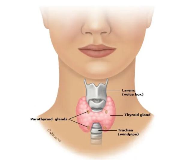 甲状腺结节在哪个位置图片