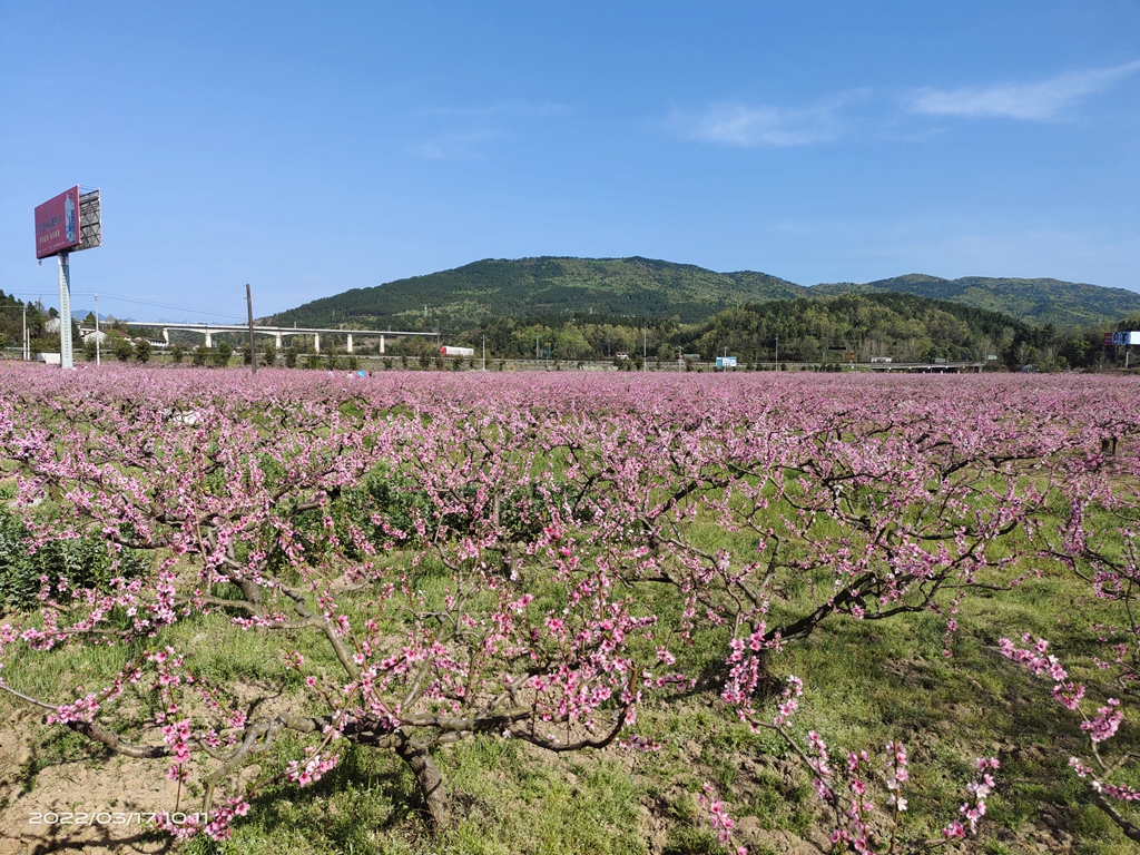 江油青林口古镇桃花图片