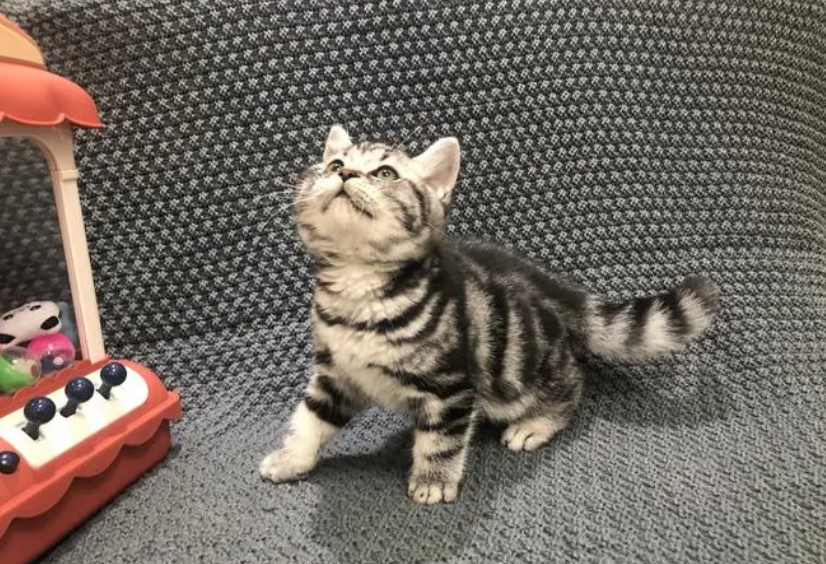 美短"乖巧"的5个表现,占3个以上,说明你这猫养对了!