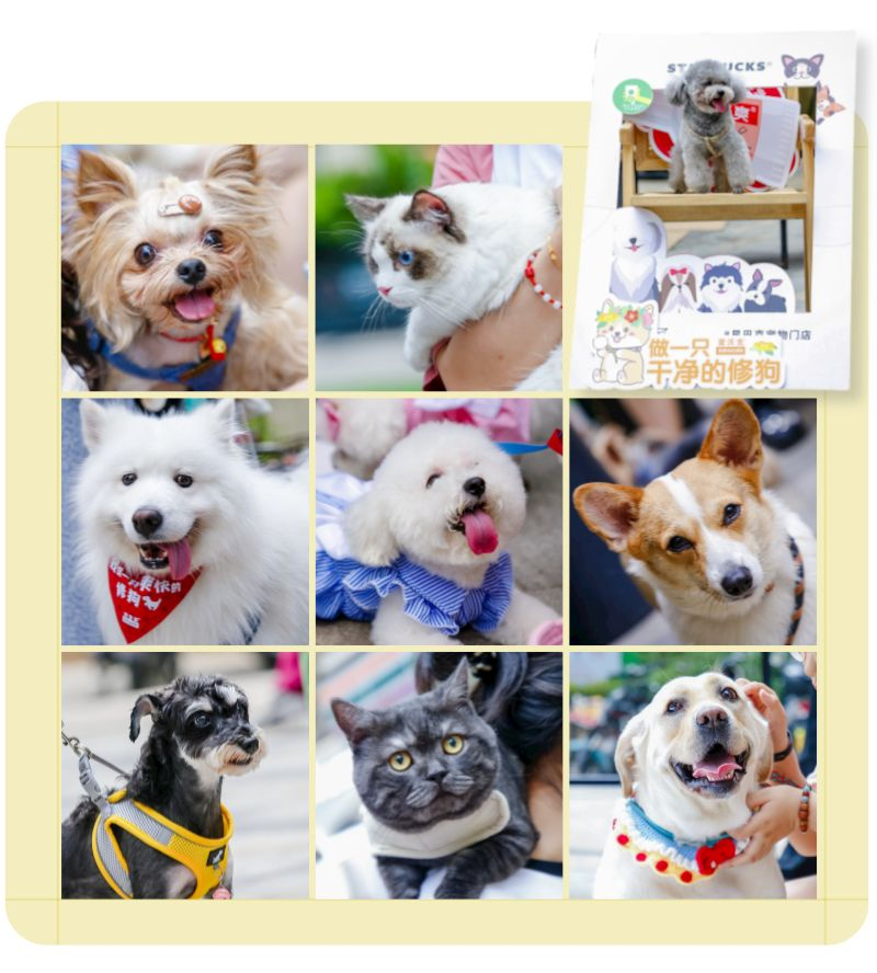 新瑞鹏旗下宠颐生夏日养宠课堂"清凉"来袭