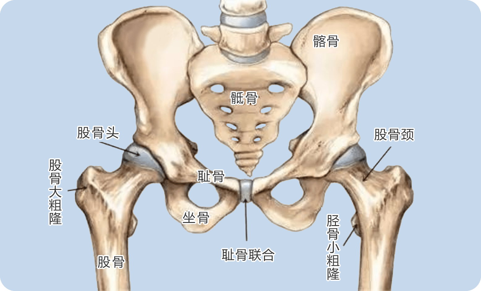 人的股骨头的位置图片