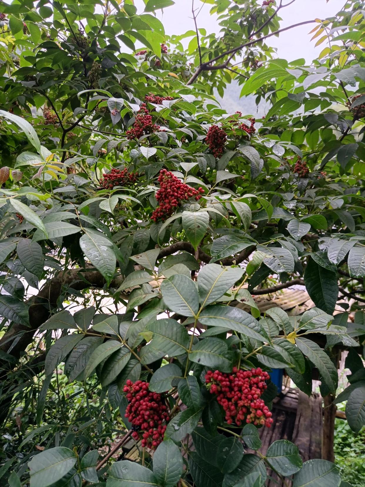 我和"茱萸"有个约会,品尝南茱萸,浓烈的辛辣味混合着微苦味