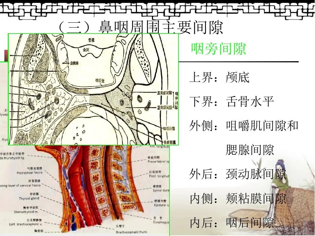 鼻咽部解剖图谱图片