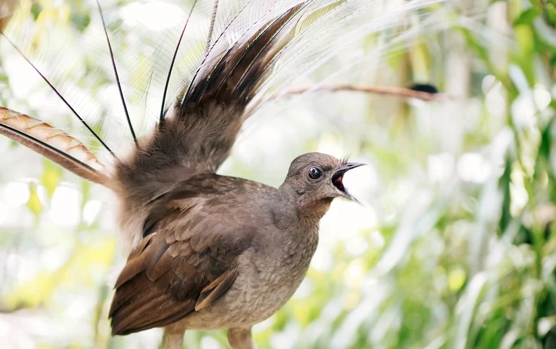 华丽琴鸟,最古老的鸣禽谱系演示"学舌"的起源