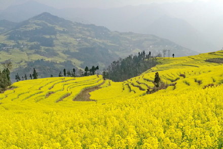 四川最早的油菜花已经绽放 :宜宾屏山中都镇万亩油菜花铺成"金色海洋"